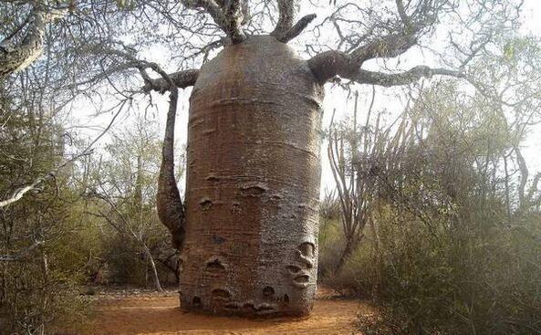 thick tree trunk as an imitation of an increase in the thickness of the penis